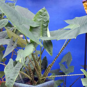 MI GROW PRO Alocasia zebrina, commonly known as the zebra plant