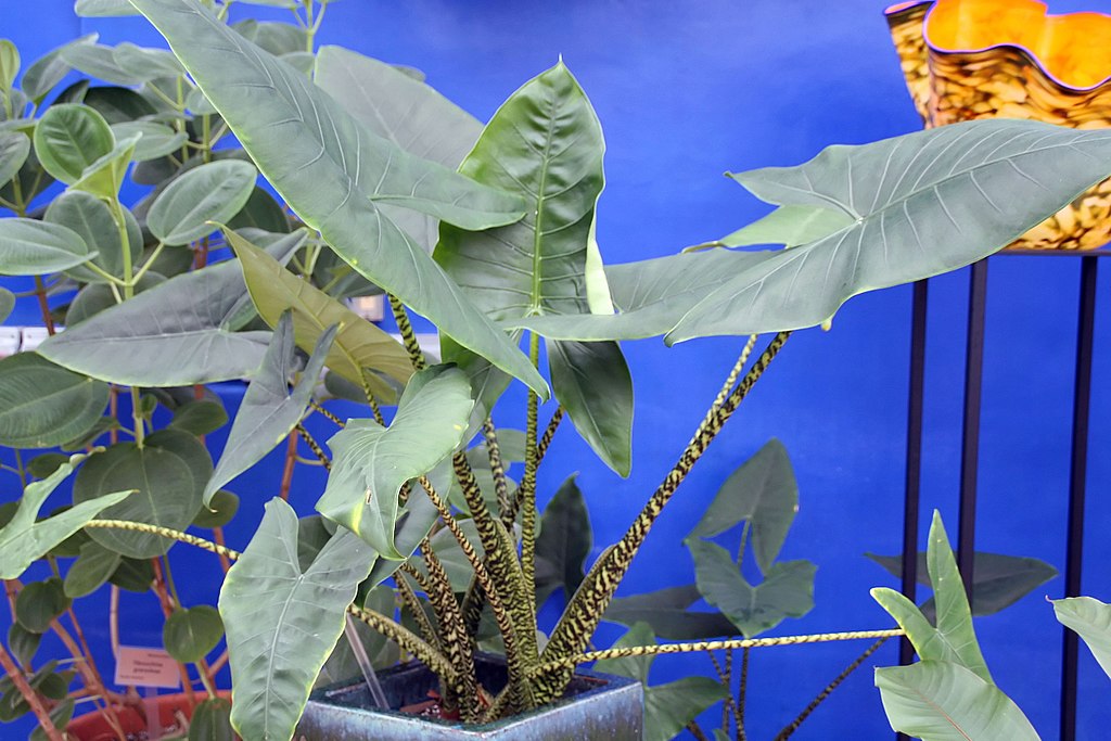 MI GROW PRO Alocasia zebrina, commonly known as the zebra plant