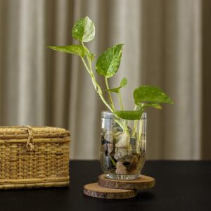 Buy POTHOS | Epipremnum aureum