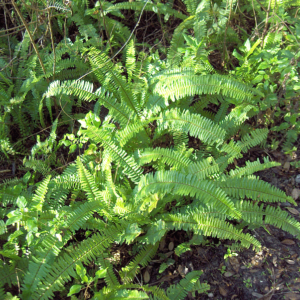 BUY BOSTON FERN Nephrolepis exaltata, known as the sword fern or Boston fern