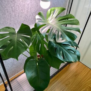 Monstera is a genus of 49 species of flowering plants in the arum family, Araceae, native to tropical regions of the Americas.