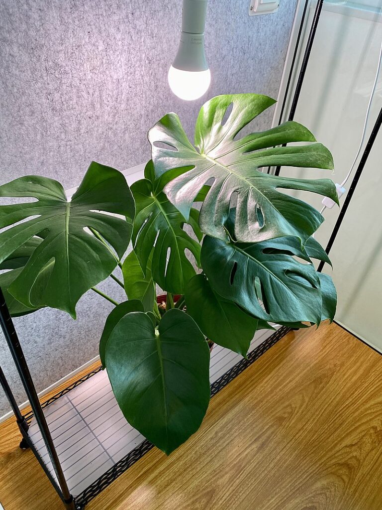 Monstera is a genus of 49 species of flowering plants in the arum family, Araceae, native to tropical regions of the Americas.