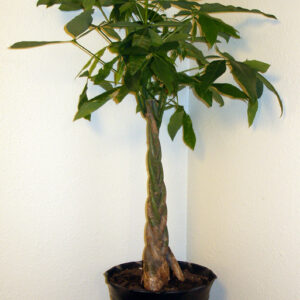 Buy Money Tree Pachira aquatica