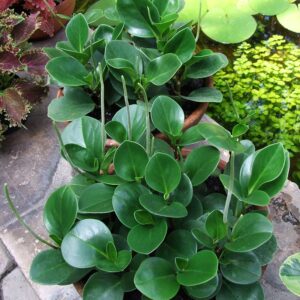BUY Peperomia obtusifolia | BABY RUBBER PLANT