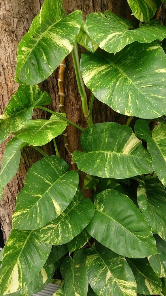 Buy POTHOS | Epipremnum aureum